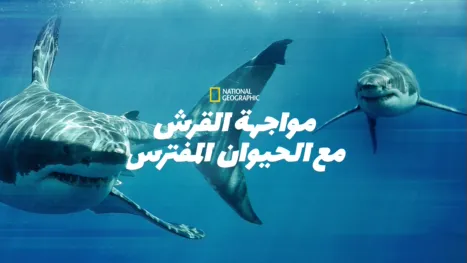 thumbnail - مواجهة القرش مع الحيوان المفترس