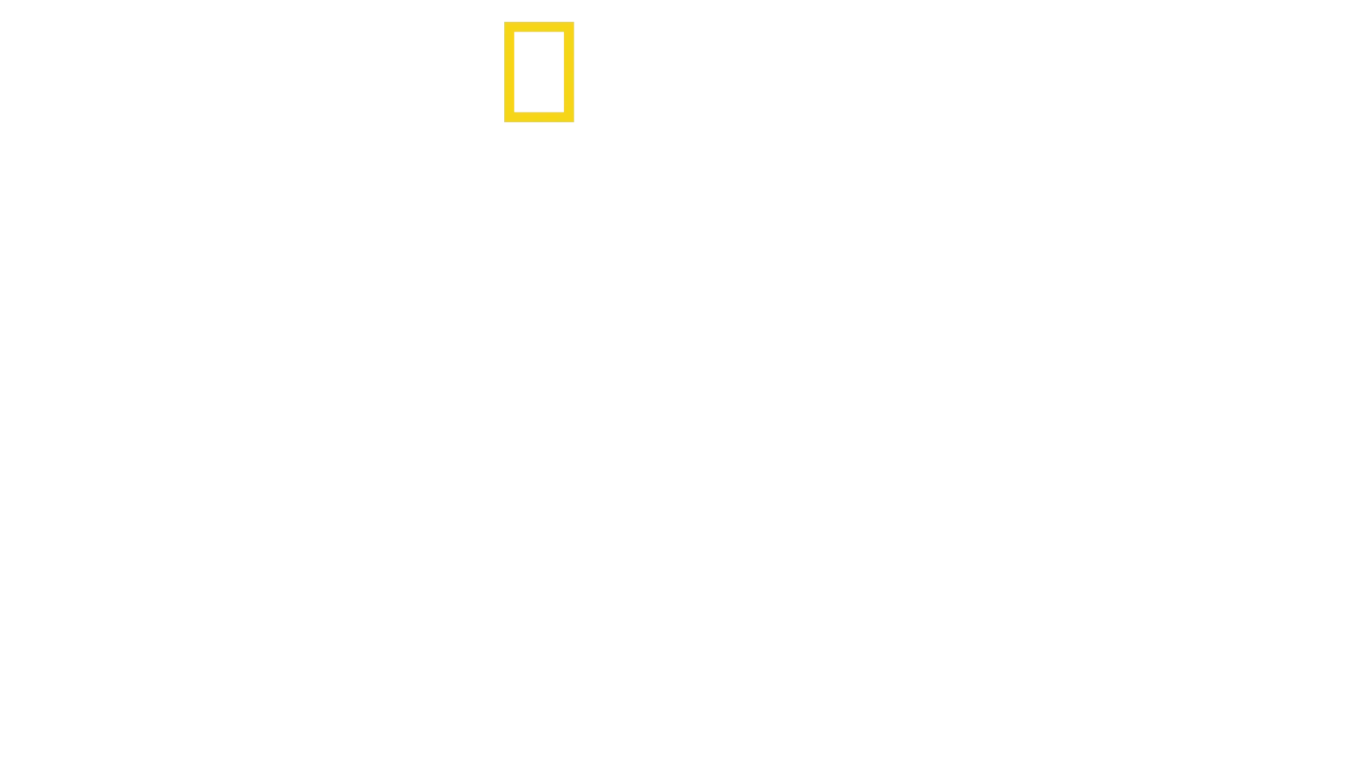 סודות הפילים