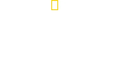 סודות הפילים