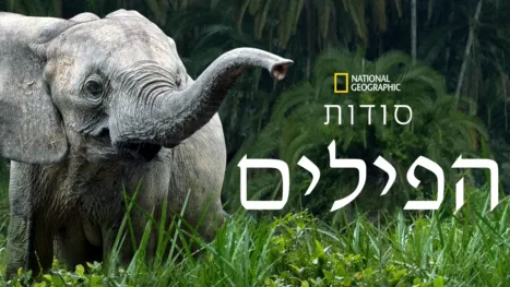thumbnail - סודות הפילים