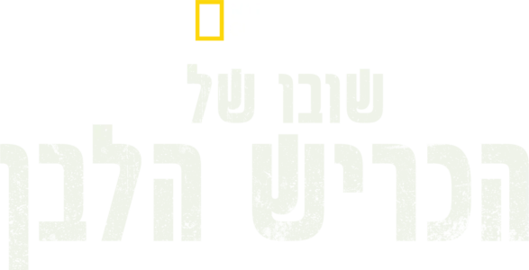 שובו של הכריש הלבן