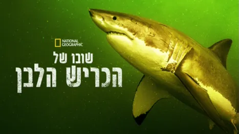 thumbnail - שובו של הכריש הלבן