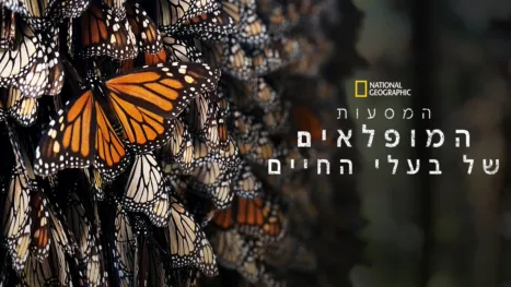 thumbnail - המסעות המופלאים של בעלי החיים