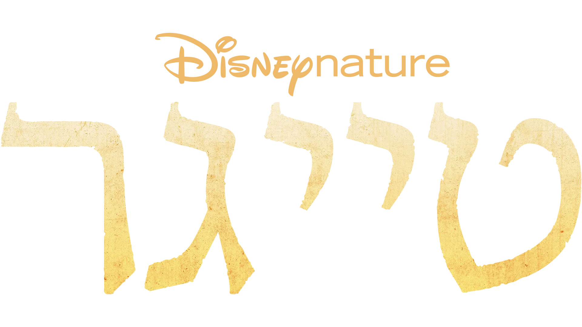 טייגר