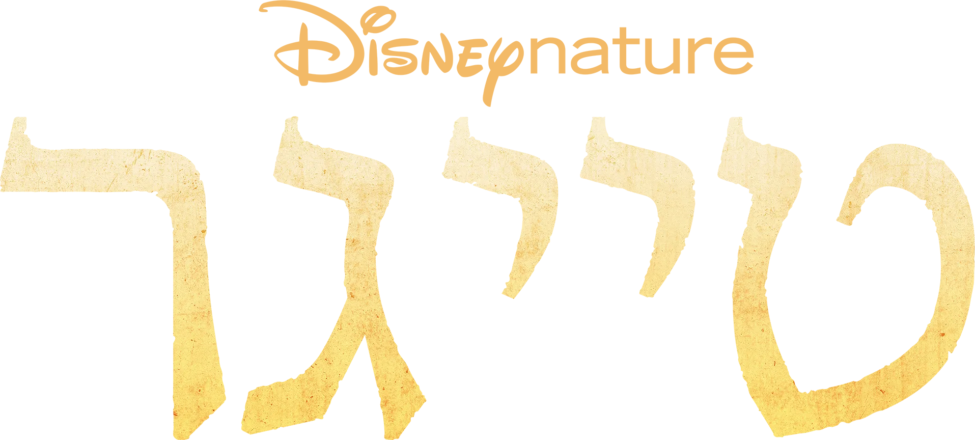 טייגר
