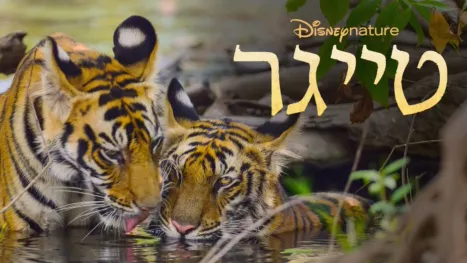 thumbnail - טייגר