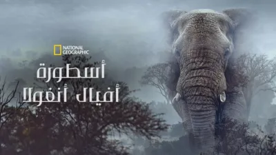 thumbnail - أسطورة أفيال أنغولا