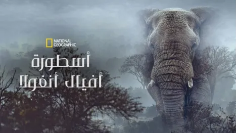 thumbnail - أسطورة أفيال أنغولا