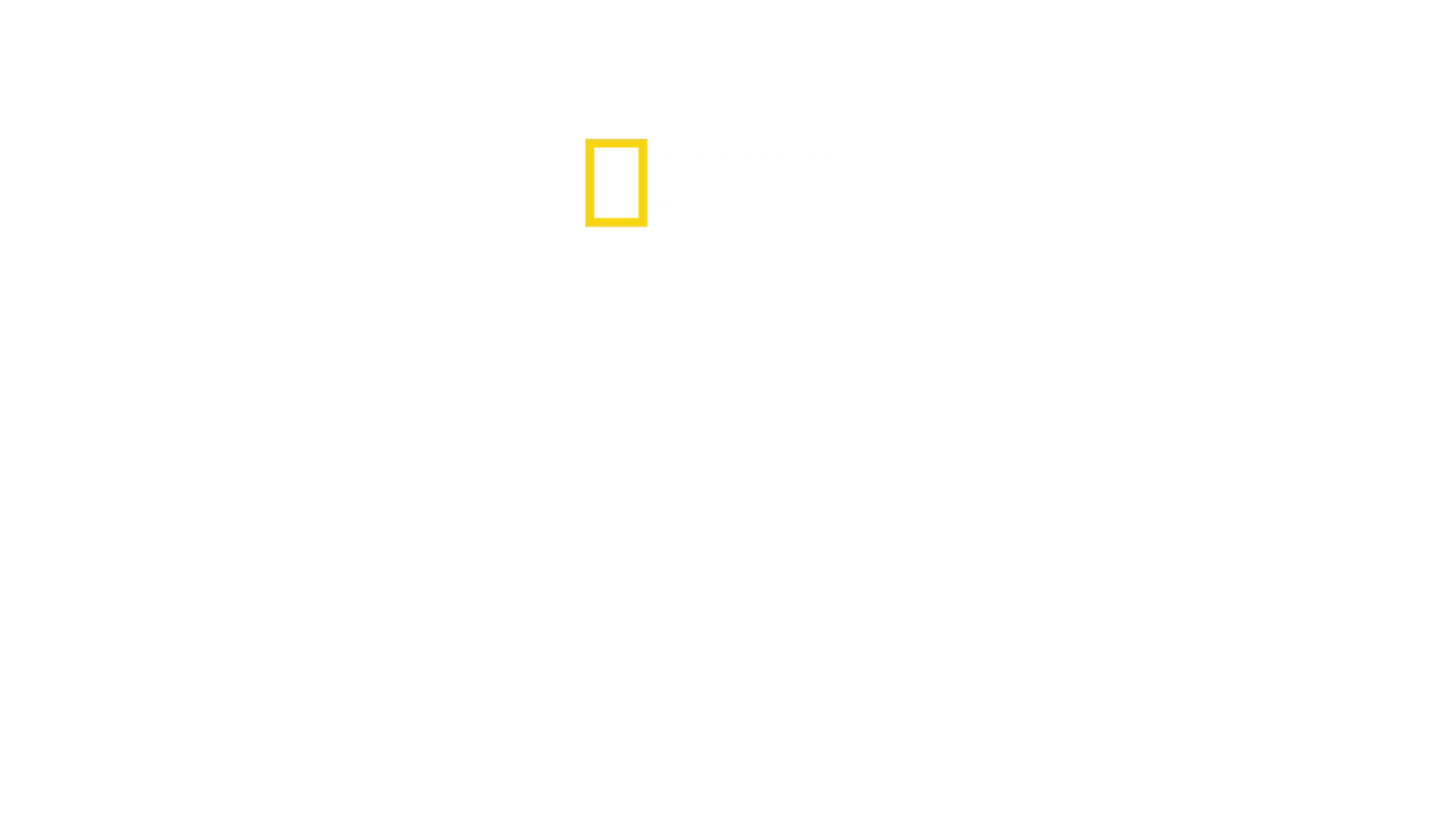 סודות הפינגווינים