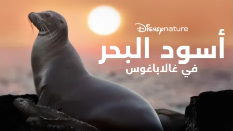 thumbnail - أسود البحر في "غالاباغوس"