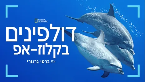 thumbnail - דולפינים בקלוז-אפ עם ברטי גרגורי