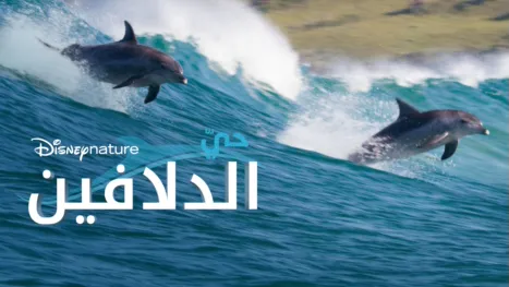 thumbnail - حيّ الدلافين