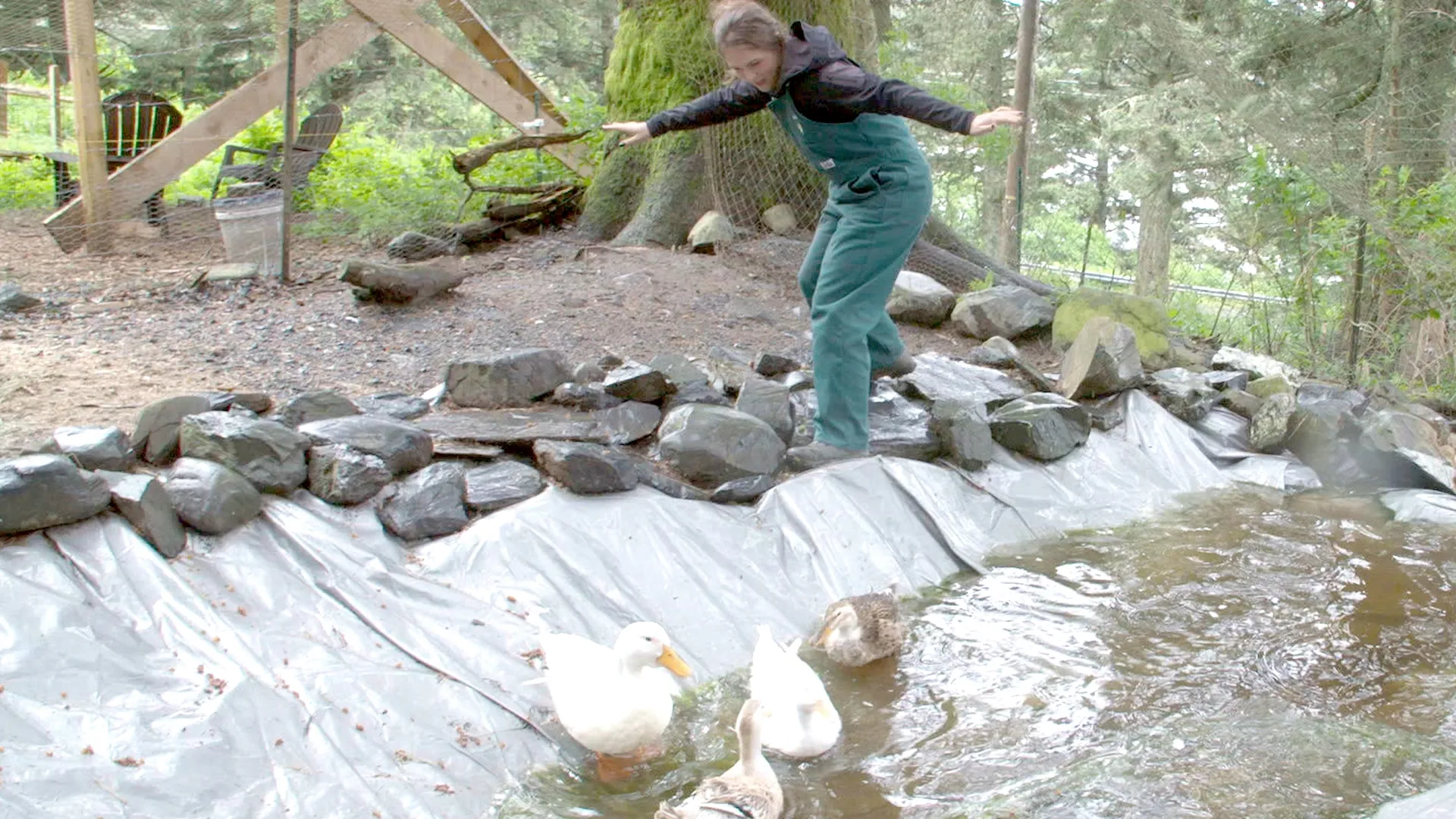 thumbnail - S10:E9 Duck Duck Chicken