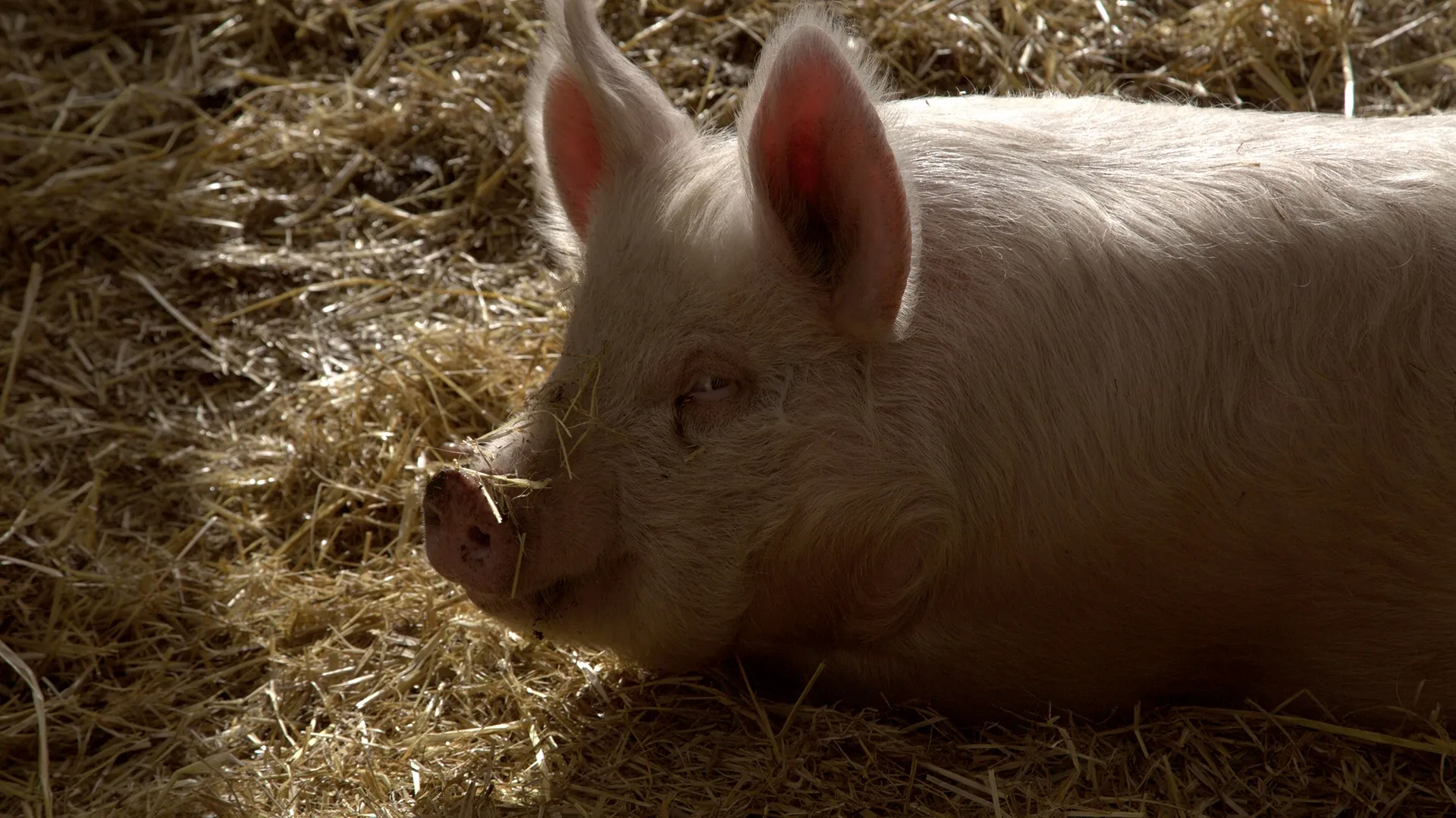 thumbnail - S10:E6 This Little Piggy Had an Ouchie