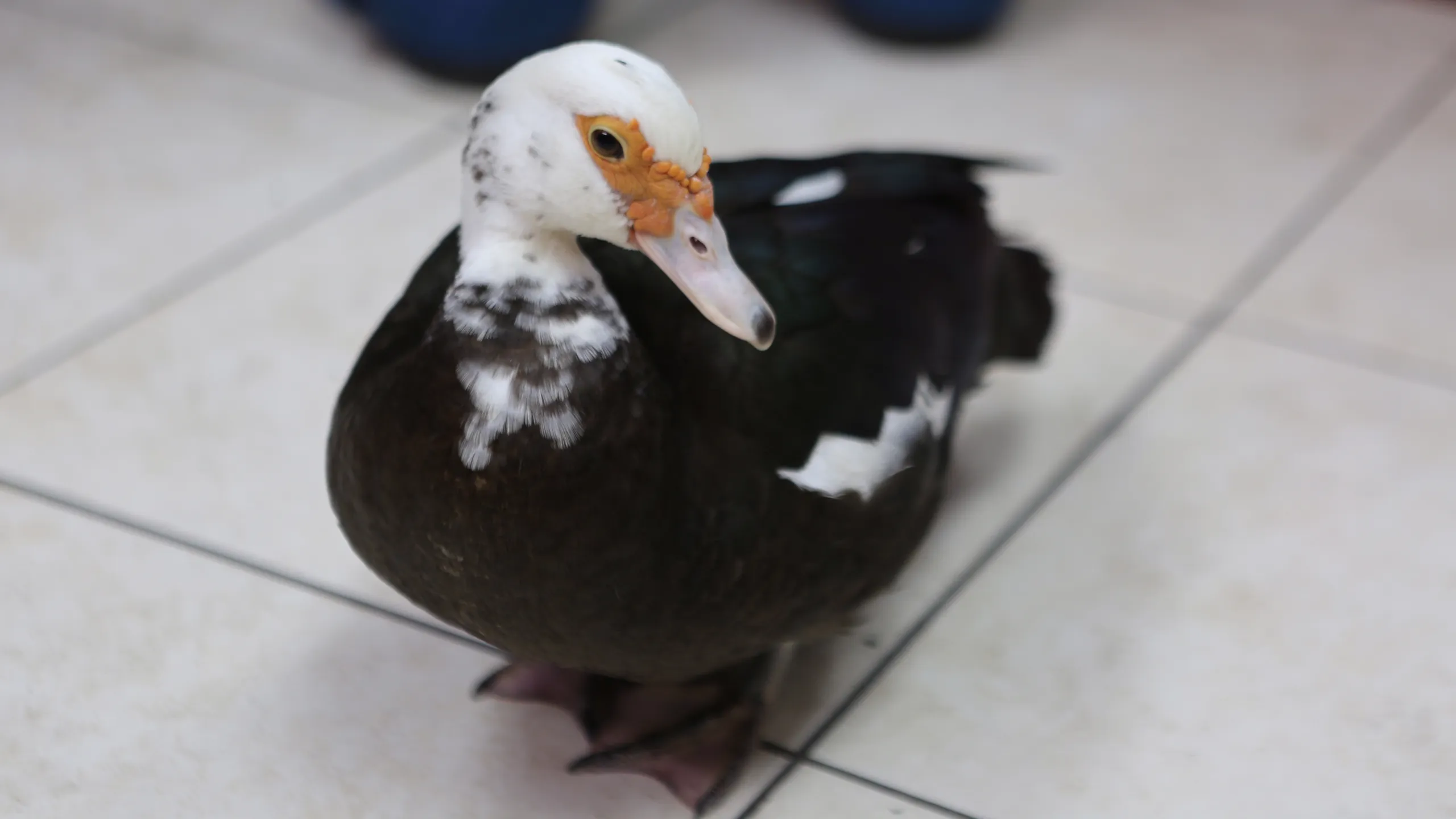 thumbnail - S7:E3 What the Duck?