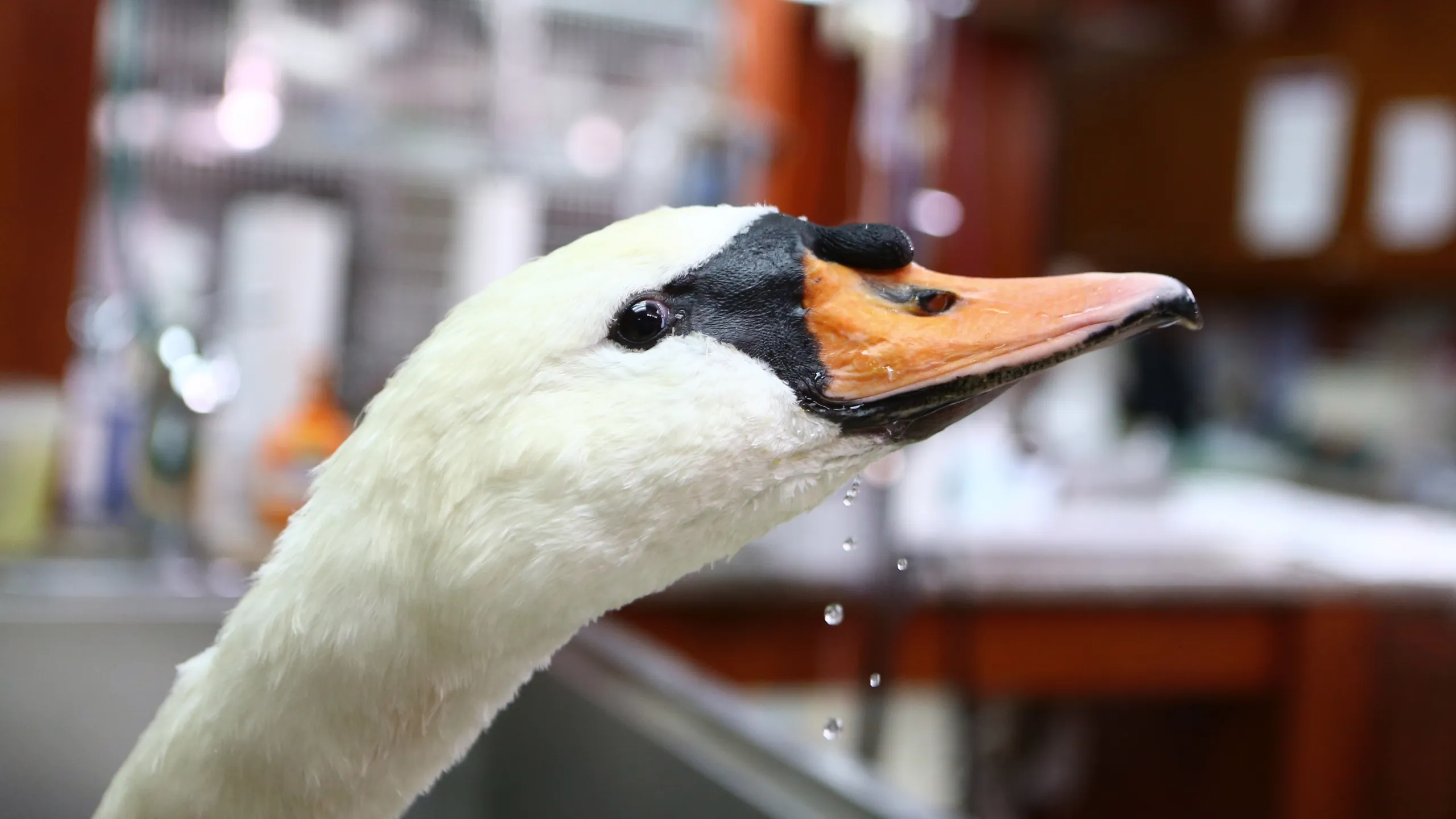 thumbnail - S7:E4 Swan Voyage