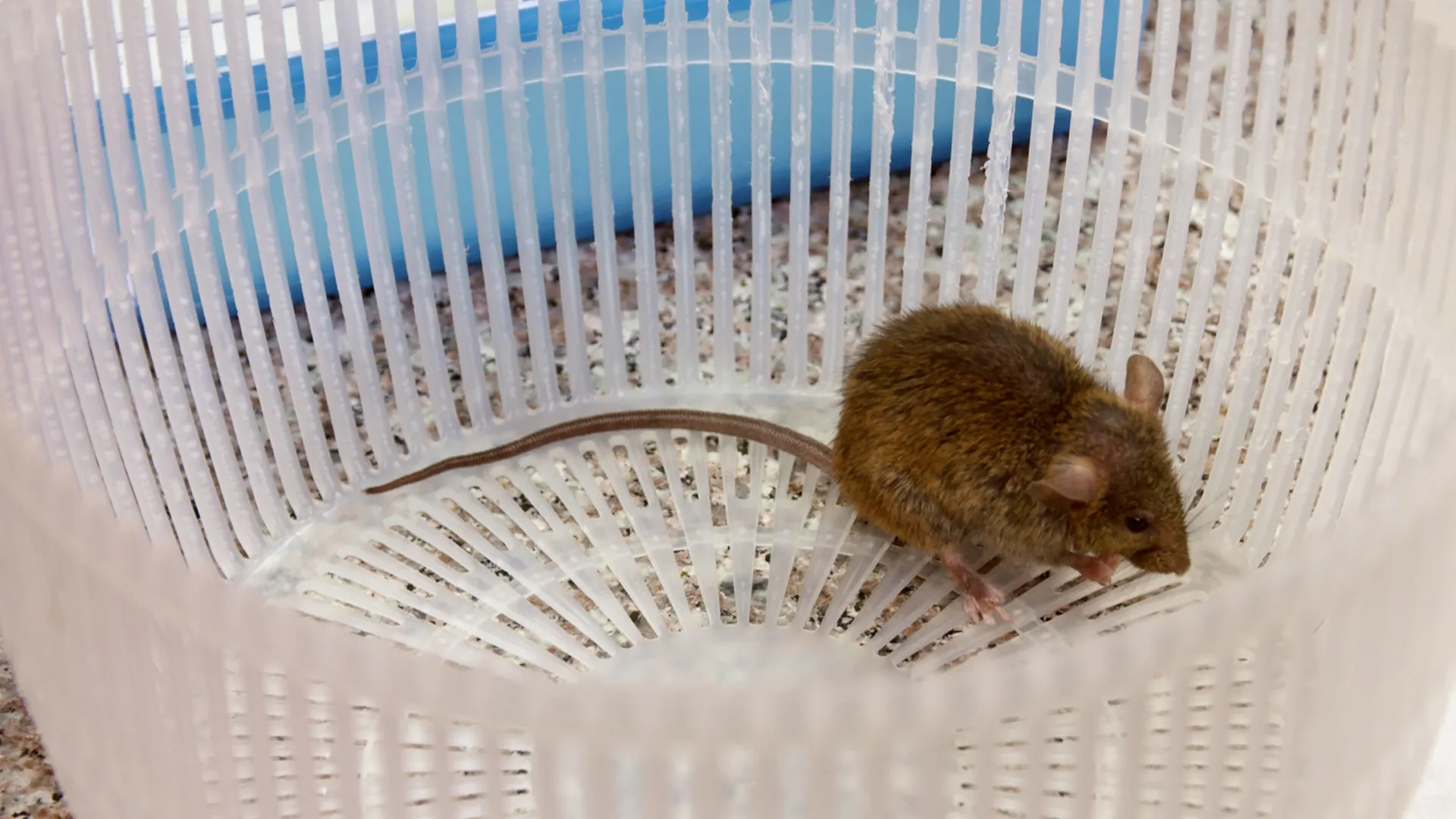 thumbnail - S6:E3 Mighty Mouse