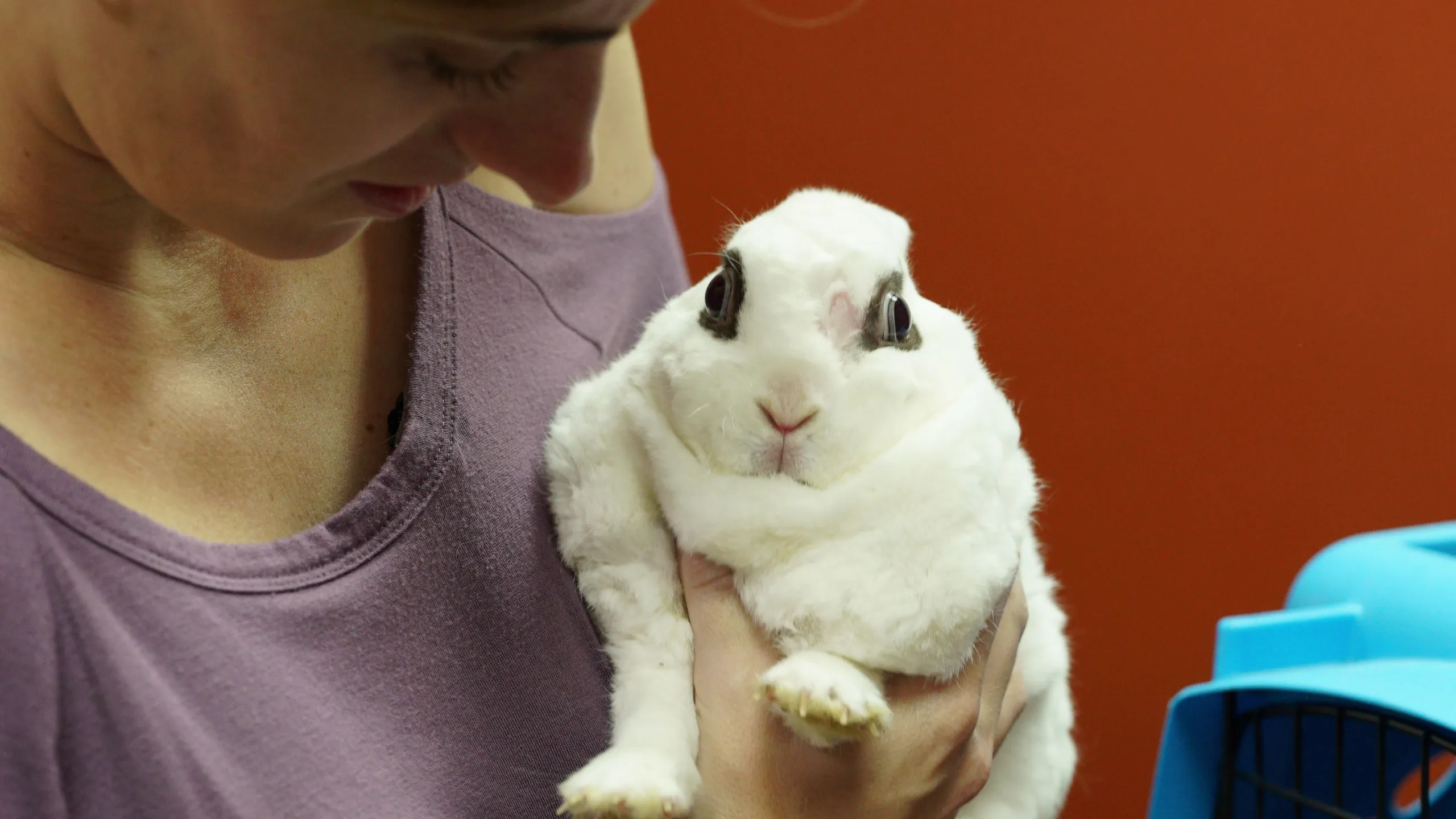 thumbnail - S6:E7 Bunny Royale
