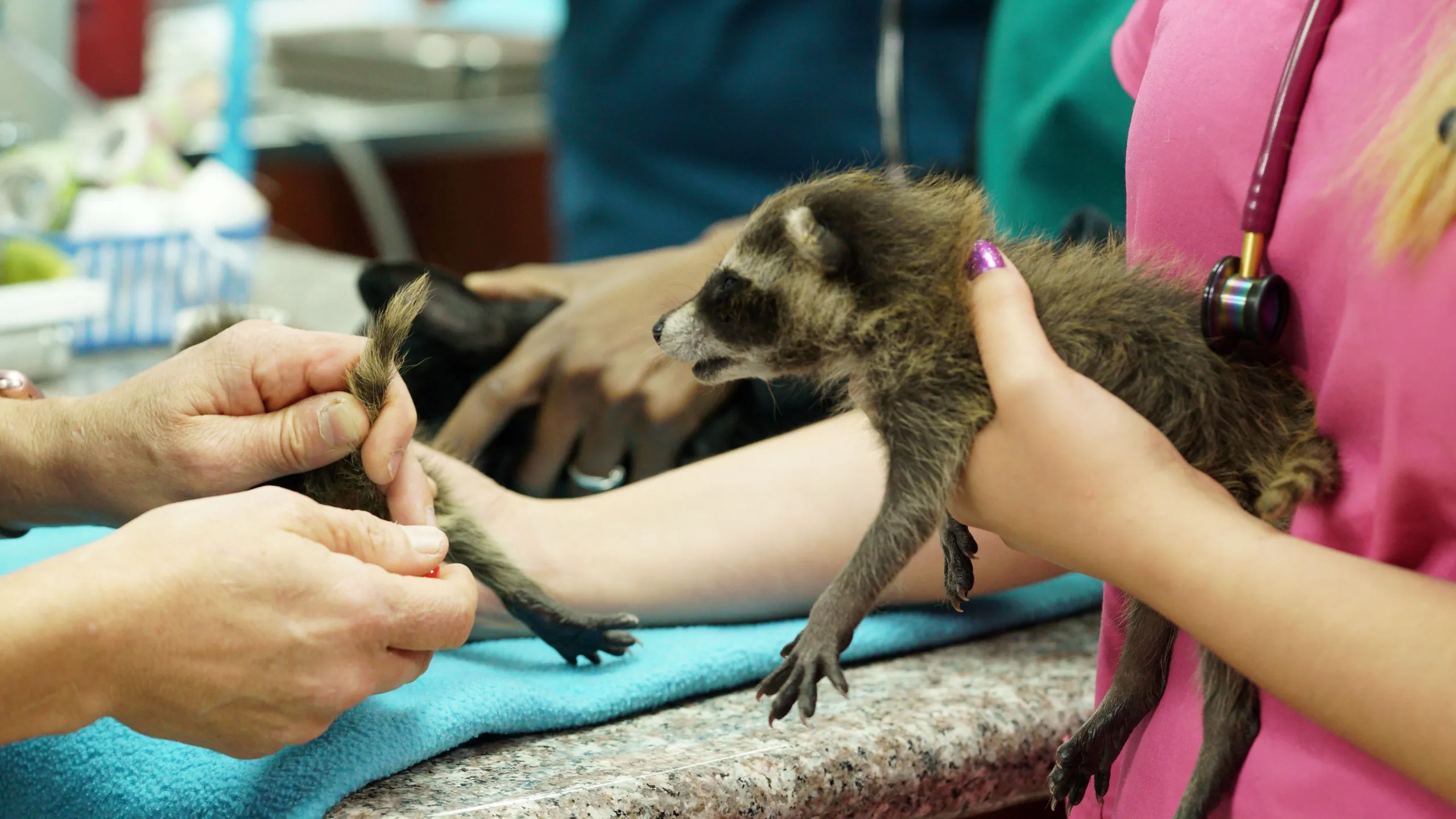 thumbnail - S6:E1 Hide N' Snake
