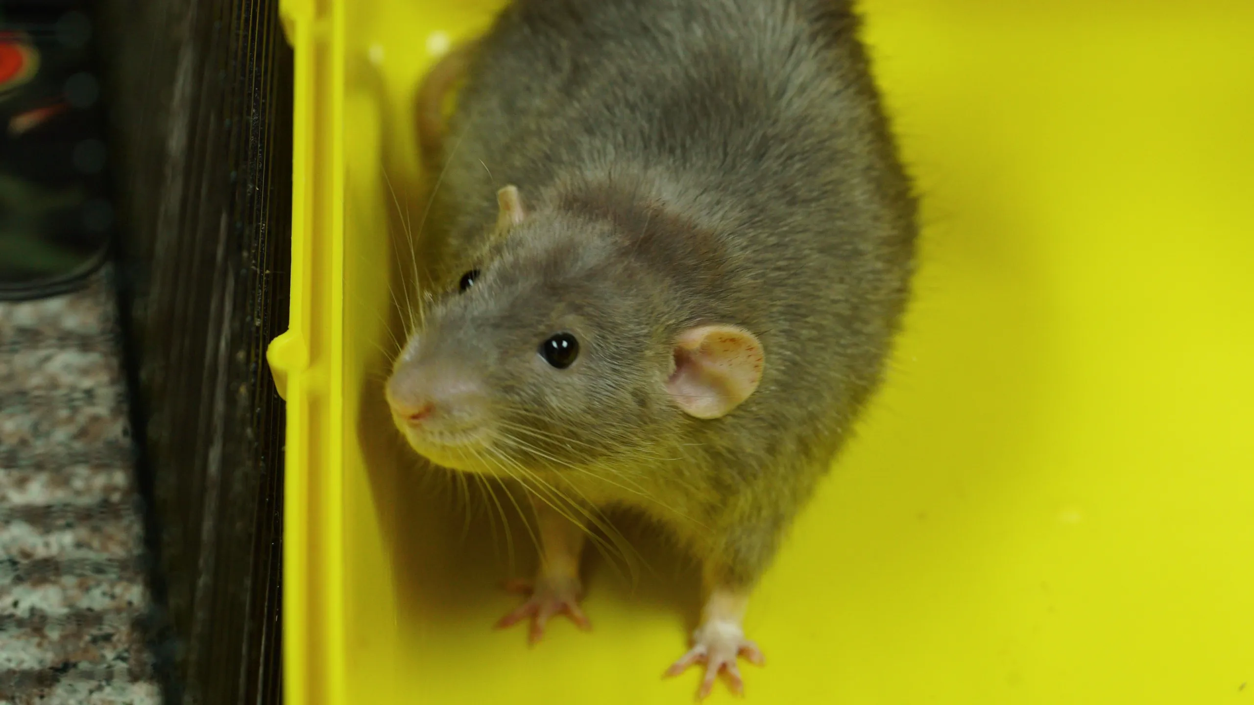 thumbnail - S6:E5 Rat-Boot-Touille