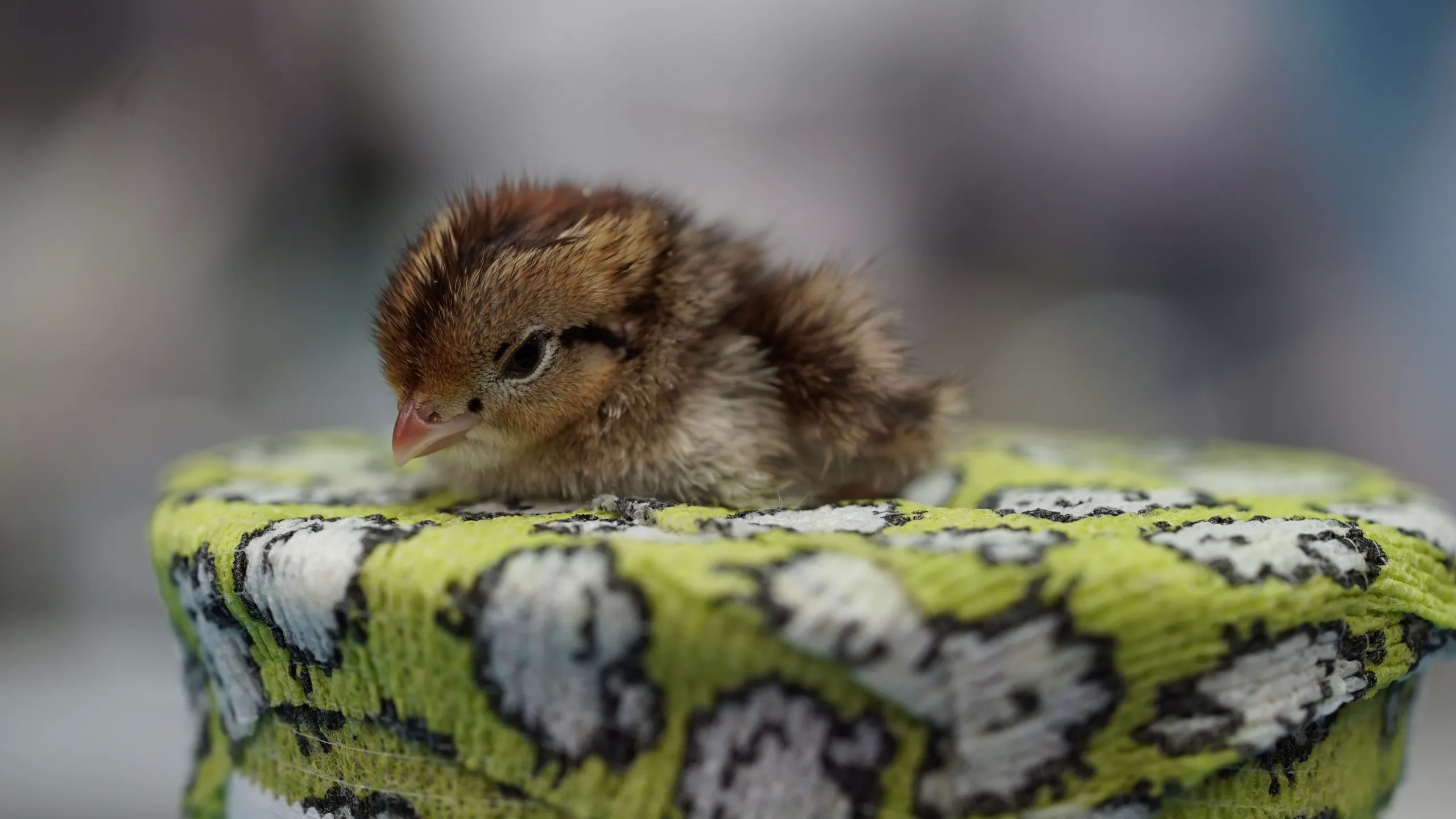 thumbnail - S6:E2 All's Quail That Ends Well