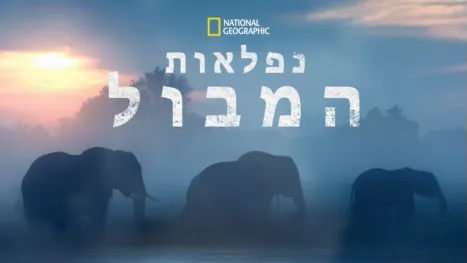 thumbnail - נפלאות המבול