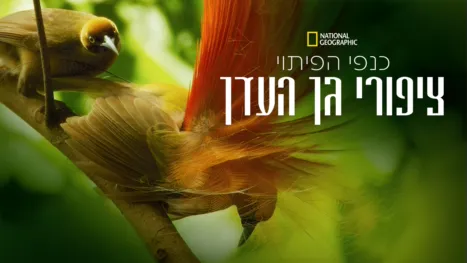 thumbnail - כנפי הפיתוי: ציפורי גן העדן