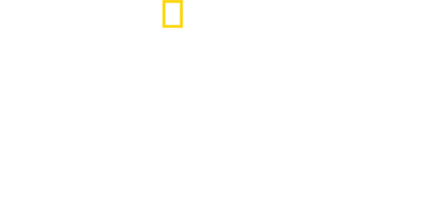 האריות שעל העצים