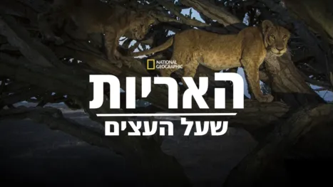thumbnail - האריות שעל העצים