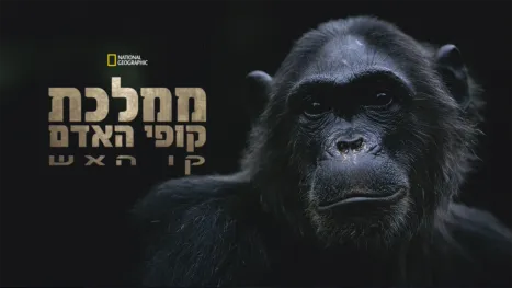 thumbnail - ממלכת קופי האדם: קו האש