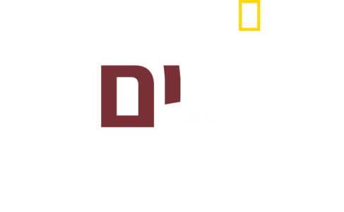 כלבים בהפרעה