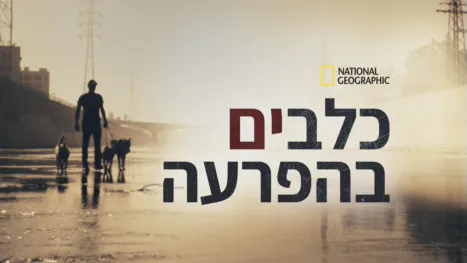 thumbnail - כלבים בהפרעה
