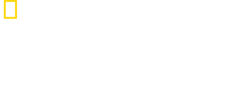 驯狗任务