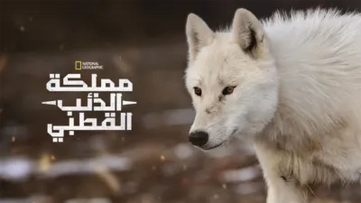 thumbnail - مملكة الذئب القطبي