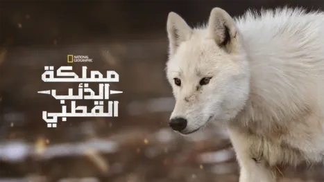 thumbnail - مملكة الذئب القطبي