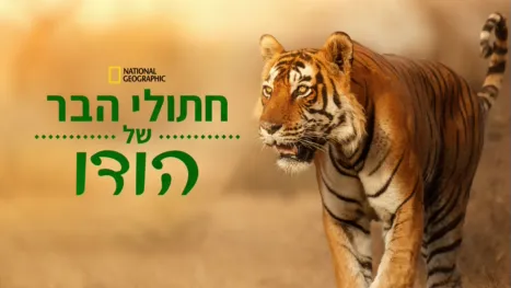 thumbnail - חתולי הבר של הודו