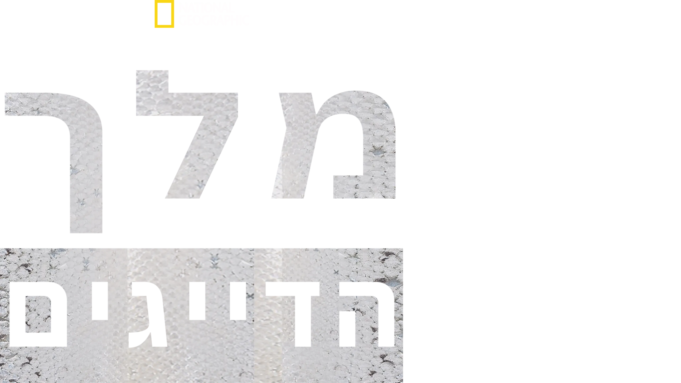 מלך הדייגים