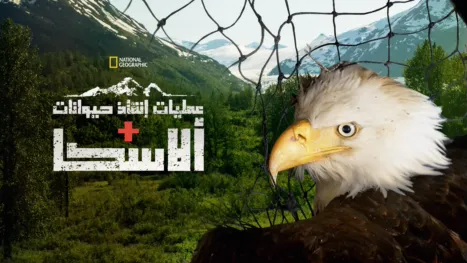 thumbnail - إنقاذ الحيوانات في ألاسكا