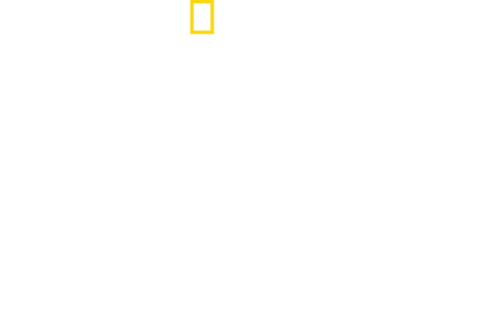 הקסם של Disney’s Animal Kingdom