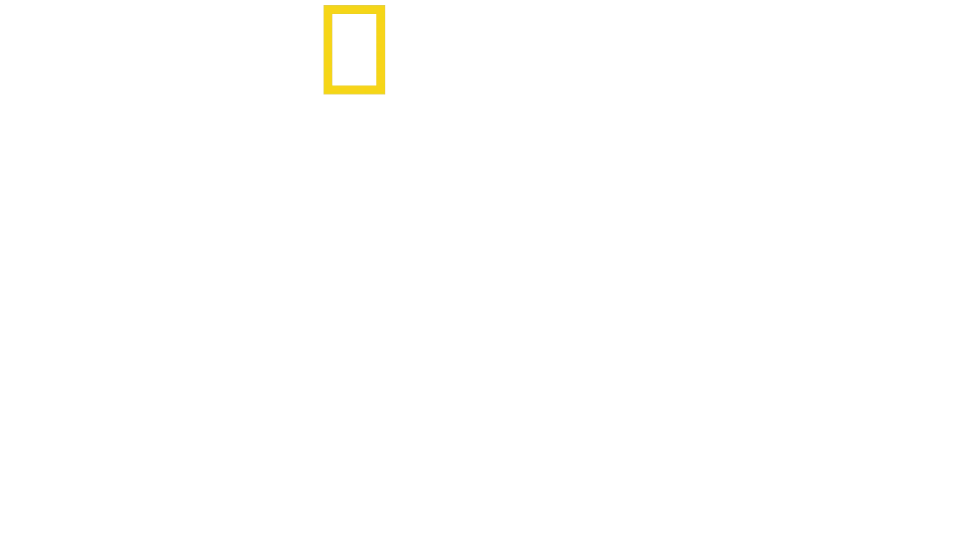 لقاء الشمبانزي