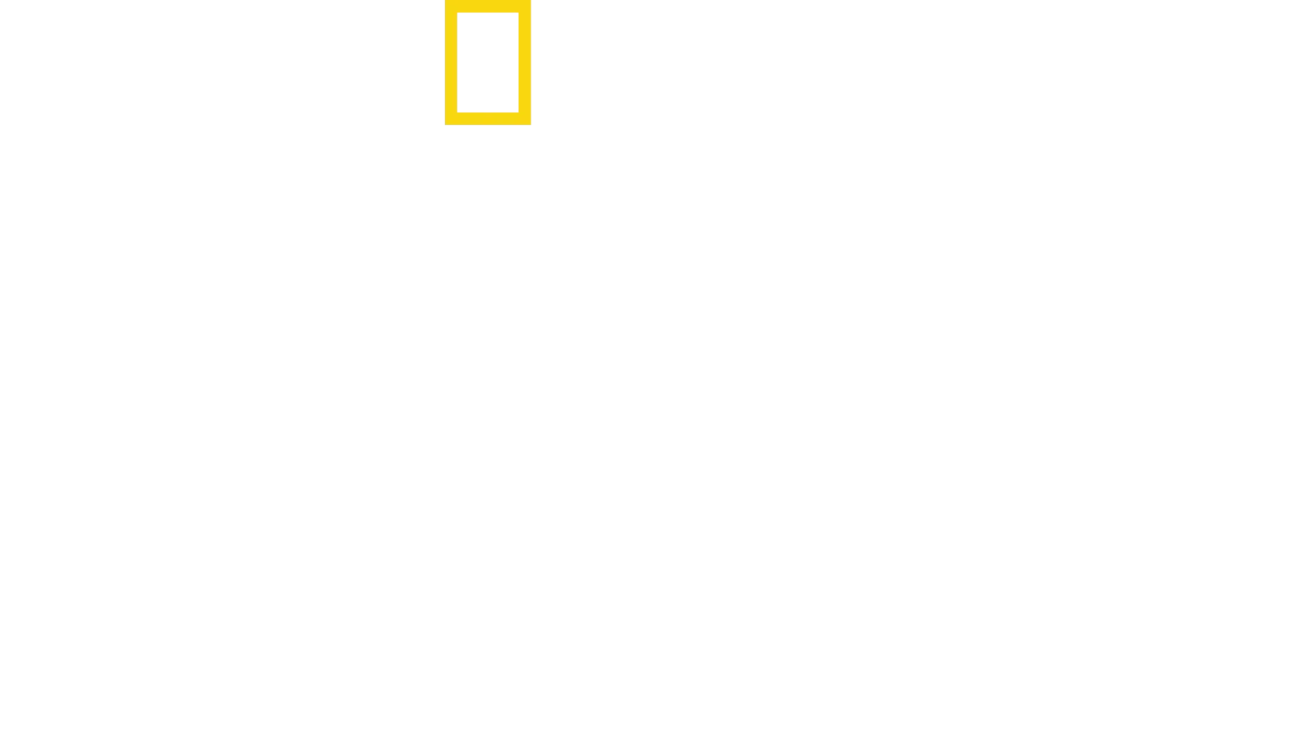 لقاء الشمبانزي