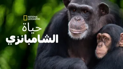 thumbnail - لقاء الشمبانزي