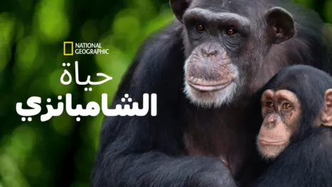 thumbnail - لقاء الشمبانزي