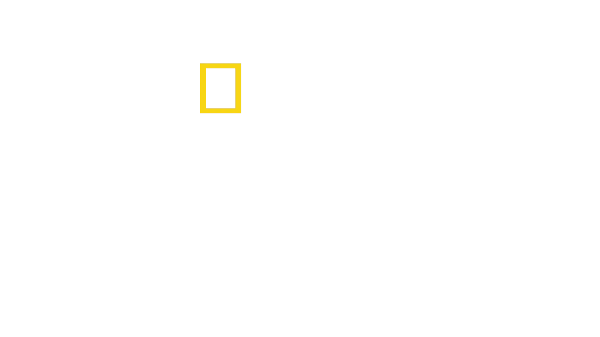 פגוש את השימפנזים
