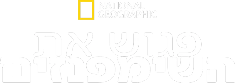 פגוש את השימפנזים