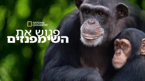 thumbnail - פגוש את השימפנזים