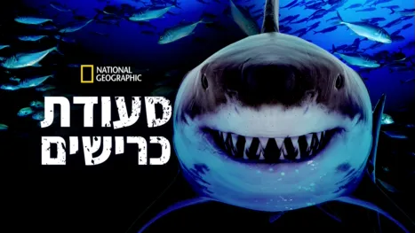 thumbnail - סעודת כרישים