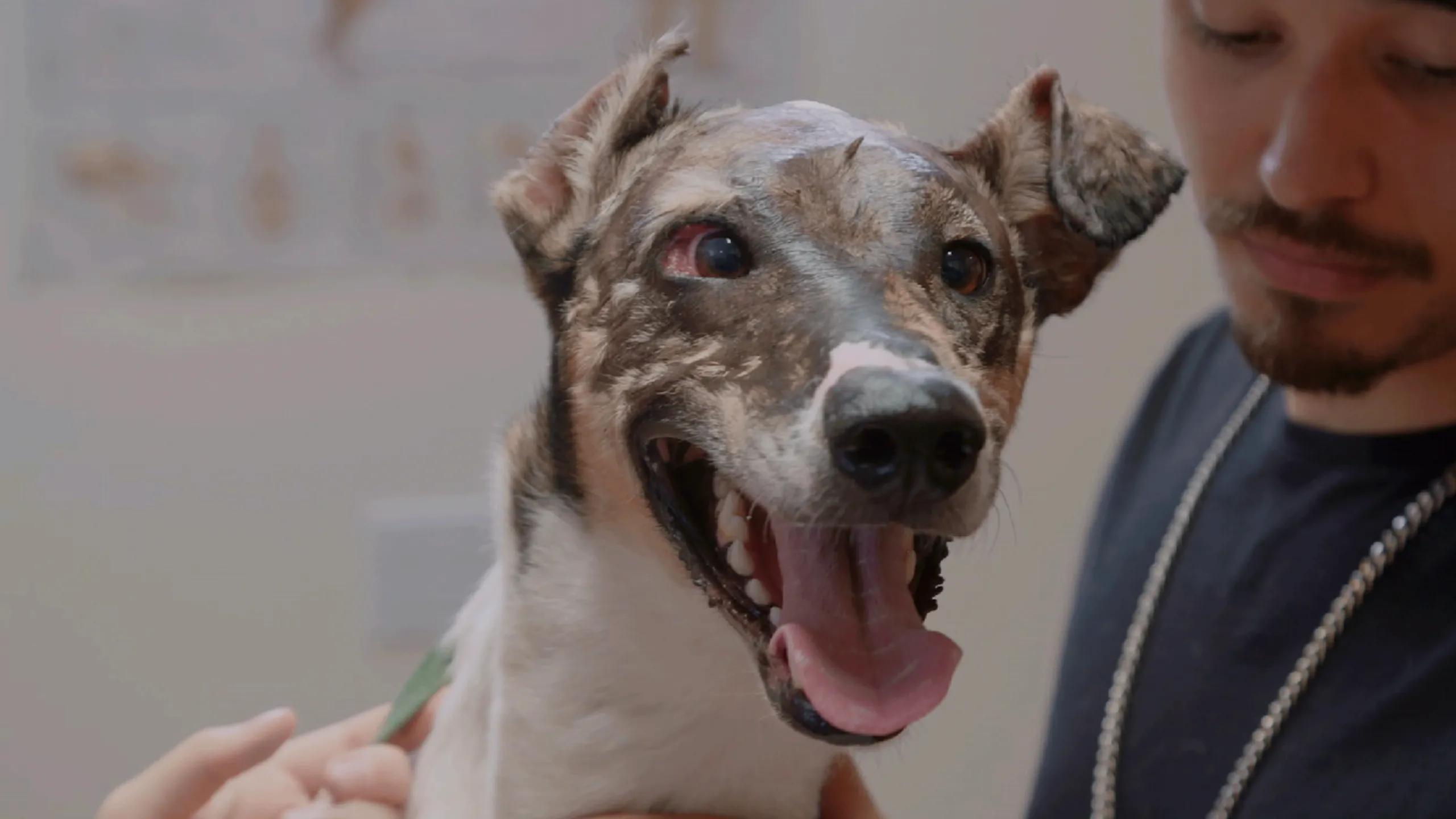 thumbnail - S8:E3 The Miracle Dog
