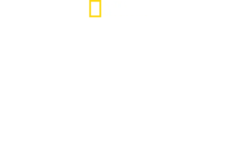 כרישים ודולפינים: הסיפור האמיתי