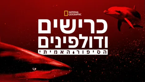 thumbnail - כרישים ודולפינים: הסיפור האמיתי